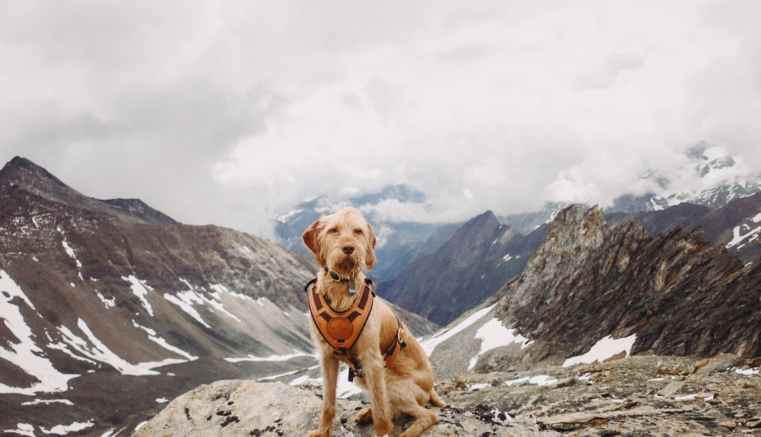 Unlocking Canine Behavior: A Guide to Understanding Your Dog's Chewing Habits