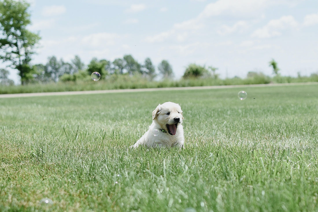 Chewy Treats - A Must For Your Pup