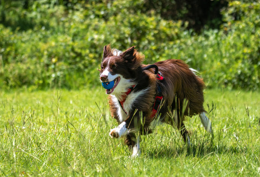 Benefits of Natural Ingredients in Dog Chews