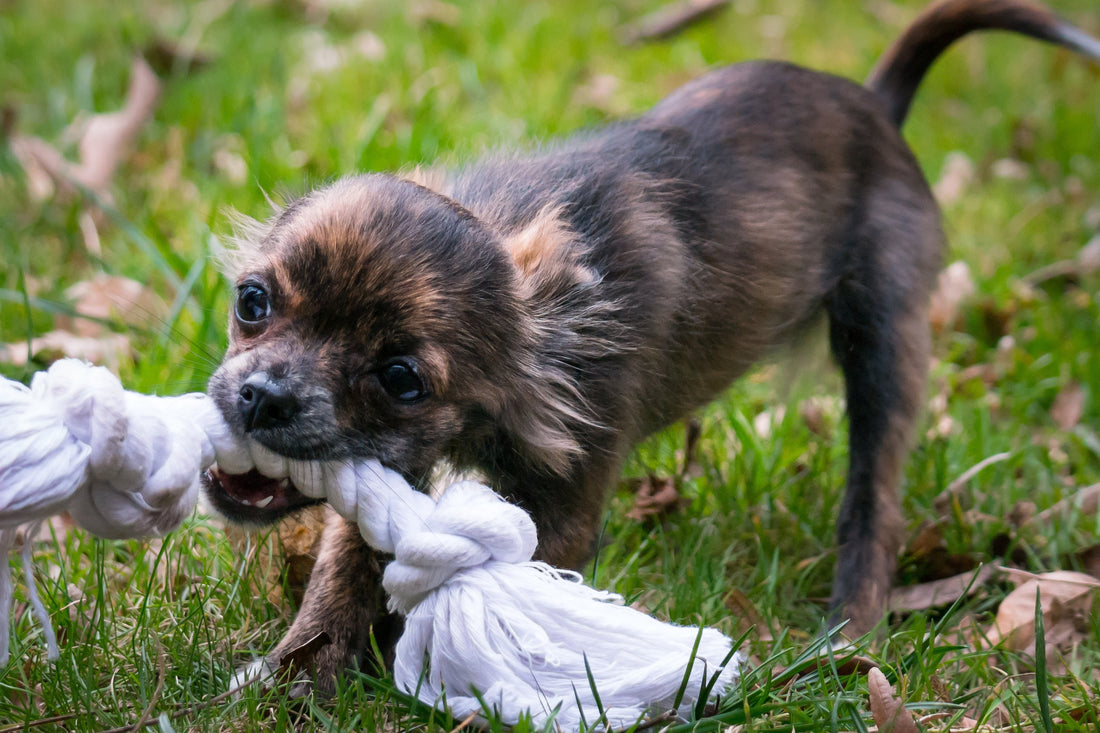 DIY Pet Treats: Wholesome Recipes for Your Furry Friend