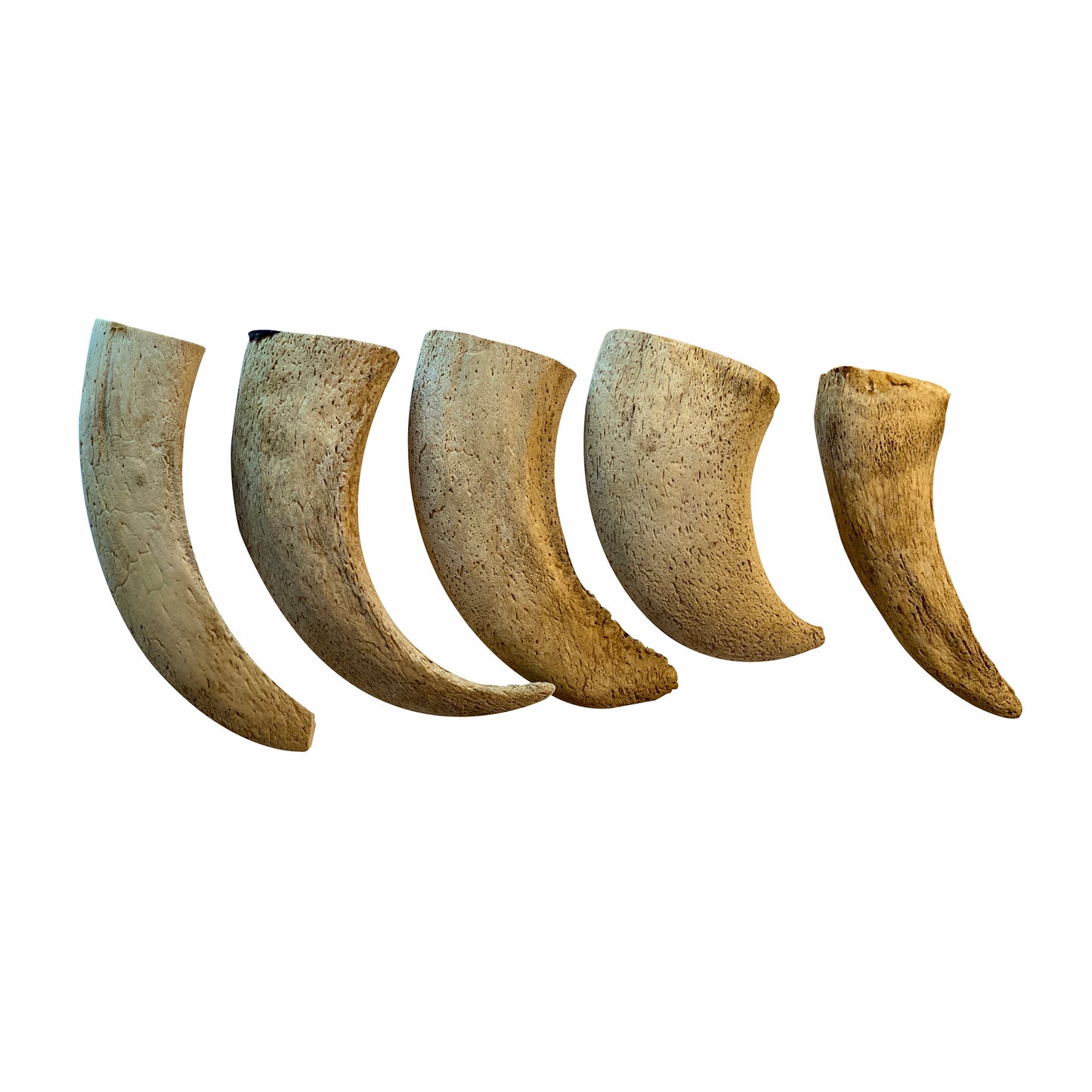 Water Buffalo Horn Core Dog Chews-2 Count-10 oz