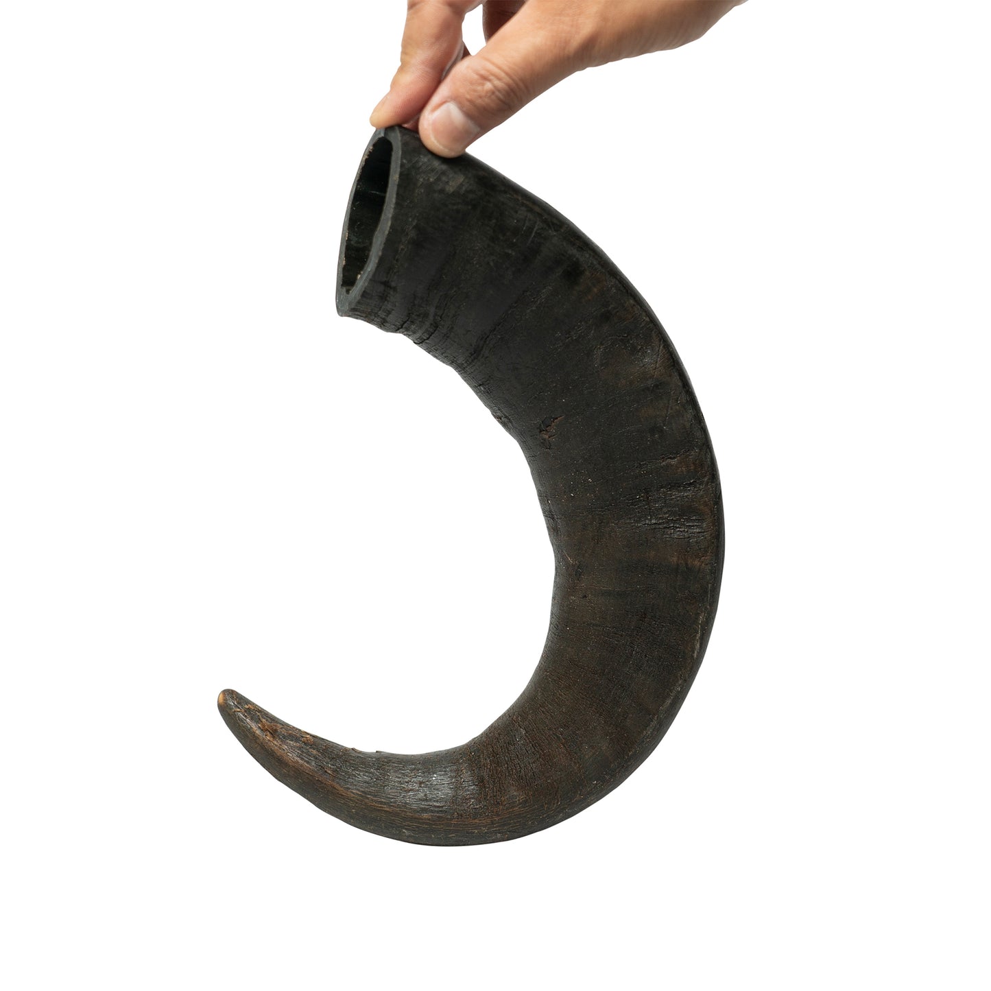 Water Buffalo Horn Dog Chews-2 Count-15 oz (WSP)