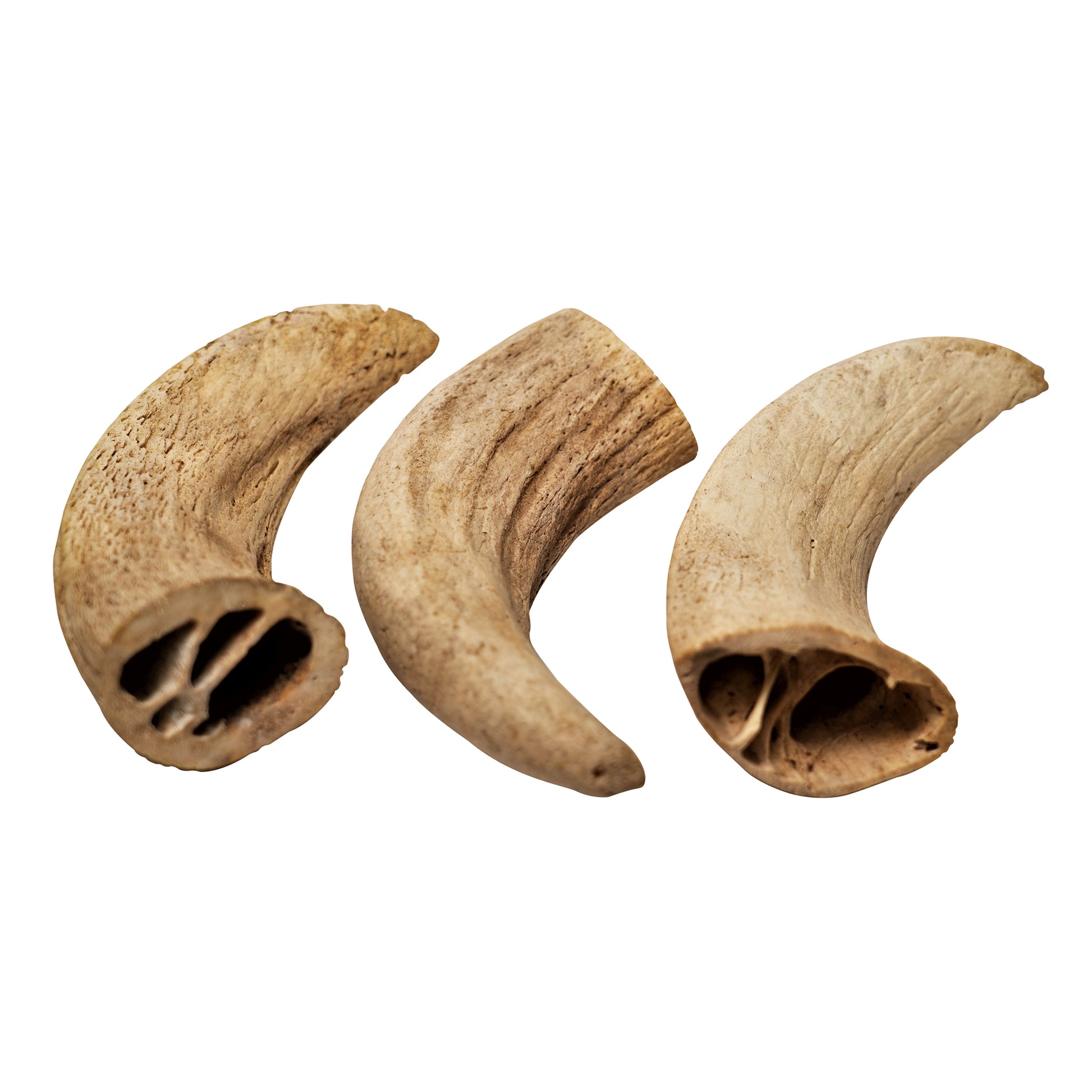 water-buffalo-horn-core-roziespetsupply.com